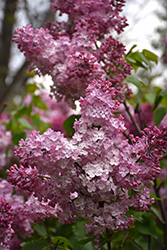 Esther Staley Lilac (Syringa vulgaris 'Esther Staley') at Stonegate Gardens