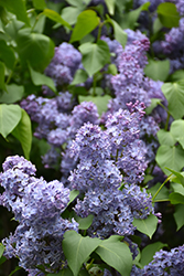 Wedgewood Blue Lilac (Syringa vulgaris 'Wedgewood Blue') at Stonegate Gardens