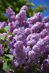 Common Lilac (Syringa vulgaris) at Stonegate Gardens