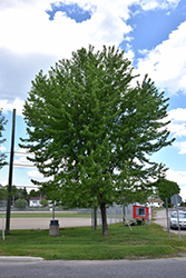 Silver Maple (Acer saccharinum) at A Very Successful Garden Center