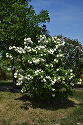 Snowball Viburnum (Viburnum opulus 'Roseum') at Stonegate Gardens