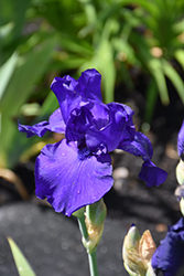 Royal Touch Iris (Iris 'Royal Touch') at Stonegate Gardens