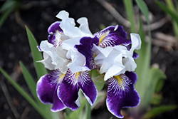 Consummation Iris (Iris 'Consummation') at Stonegate Gardens