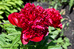 Red Charm Peony (Paeonia 'Red Charm') at Lakeshore Garden Centres