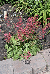 Arctic Mist Coral Bells (Heuchera 'Arctic Mist') at Lakeshore Garden Centres