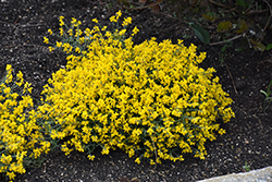 Bangle Dyers Greenwood (Genista lydia 'Select') at Stonegate Gardens