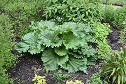 German Wine Rhubarb (Rheum 'German Wine') at Lakeshore Garden Centres