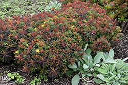 Bonfire Cushion Spurge (Euphorbia polychroma 'Bonfire') at Stonegate Gardens