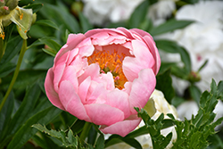 Coral Charm Peony (Paeonia 'Coral Charm') at Lakeshore Garden Centres