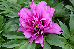 Morning Lilac Peony (Paeonia 'Morning Lilac') at A Very Successful Garden Center