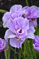 Pink Parfait Siberian Iris (Iris sibirica 'Pink Parfait') at Stonegate Gardens