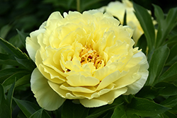 Yellow Crown Peony (Paeonia 'Yellow Crown') at A Very Successful Garden Center