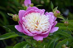 Bowl Of Beauty Peony (Paeonia 'Bowl Of Beauty') at Stonegate Gardens