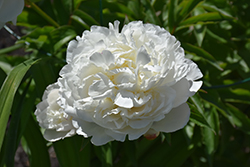 Class Act Peony (Paeonia 'Class Act') at Stonegate Gardens