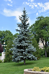 Blue Colorado Spruce (Picea pungens 'var. glauca') at Lakeshore Garden Centres