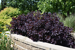Royal Purple Smokebush (Cotinus coggygria 'Royal Purple') at Stonegate Gardens