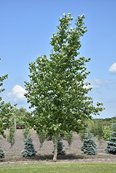 Northwest Poplar (Populus x jackii 'Northwest') at Stonegate Gardens