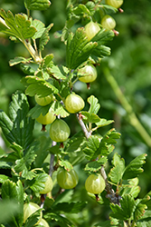 Captivator Gooseberry (Ribes uva-crispa 'Captivator') at Stonegate Gardens