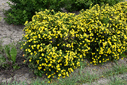 Dakota Sunspot Potentilla (Potentilla fruticosa 'Fargo') at The Mustard Seed