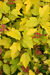 Festivus Gold Ninebark (Physocarpus opulifolius 'Bert Dart's G') at Lakeshore Garden Centres
