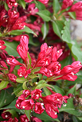 Crimson Kisses Weigela (Weigela florida 'Slingco 1') at Lakeshore Garden Centres