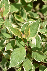 Cream Cracker Dogwood (Cornus alba 'Cream Cracker') at Lakeshore Garden Centres