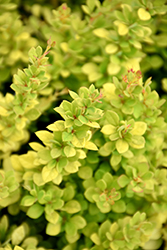 Sunsation Japanese Barberry (Berberis thunbergii 'Sunsation') at Lakeshore Garden Centres