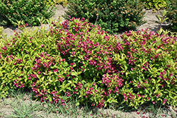 Ghost Weigela (Weigela florida 'Carlton') at Lakeshore Garden Centres