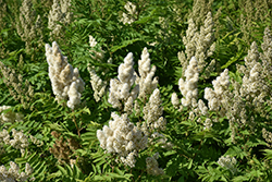 False Spirea (Sorbaria sorbifolia) at Lakeshore Garden Centres