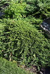 Tam Juniper (Juniperus sabina 'Tamariscifolia') at A Very Successful Garden Center