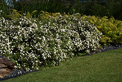 McKay's White Potentilla (Potentilla fruticosa 'McKay's White') at Lakeshore Garden Centres