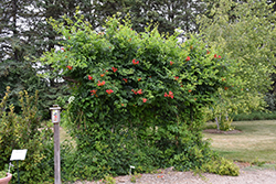 Atomic Red Trumpetvine (Campsis radicans 'Stromboli') at Stonegate Gardens
