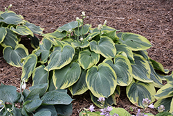 Earth Angel Hosta (Hosta 'Earth Angel') at Lakeshore Garden Centres