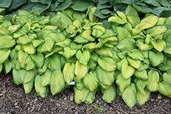 Stained Glass Hosta (Hosta 'Stained Glass') at Stonegate Gardens