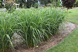 Malepartus Maiden Grass (Miscanthus sinensis 'Malepartus') at Stonegate Gardens