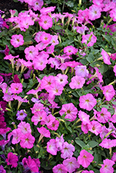 Picobella Cascade Pink Glo Petunia (Petunia 'Picobella Cascade Pink Glo') at Stonegate Gardens