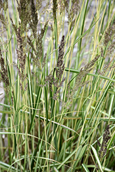 El Dorado Feather Reed Grass (Calamagrostis x acutiflora 'El Dorado') at Lakeshore Garden Centres