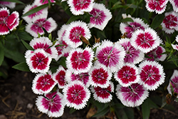 Floral Lace Picotee Pinks (Dianthus 'Floral Lace Picotee') at Lakeshore Garden Centres