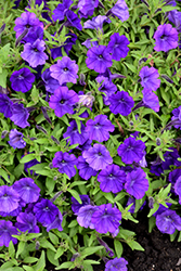 ColorRush Blue Petunia (Petunia 'Balcushlu') at Stonegate Gardens