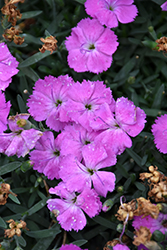 Paint The Town Fuchsia Pinks (Dianthus 'Paint The Town Fuchsia') at Lakeshore Garden Centres