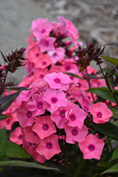 Coral Creme Drop Garden Phlox (Phlox paniculata 'Ditomdre') at Lakeshore Garden Centres