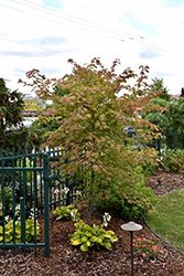 North Wind Japanese Maple (Acer 'IsINW') at Lakeshore Garden Centres