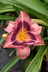 Happy Ever Appster Just Plum Happy Daylily (Hemerocallis 'Just Plum Happy') at Stonegate Gardens