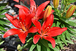 Fantasiatic Red Lily (Lilium 'Fantasiatic Red') at Lakeshore Garden Centres
