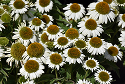Sombrero Blanco Coneflower (Echinacea 'Balsomblanc') at Lakeshore Garden Centres