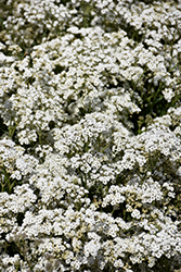 Festival Star Baby's Breath (Gypsophila paniculata 'Festival Star') at Lakeshore Garden Centres