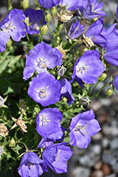 Blue Uniform Bellflower (Campanula carpatica 'Blue Uniform') at A Very Successful Garden Center