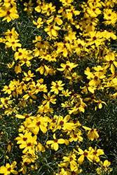 Imperial Sun Tickseed (Coreopsis 'Imperial Sun') at Stonegate Gardens