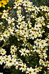 Buttermilk Tickseed (Coreopsis 'Buttermilk') at Stonegate Gardens