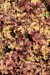 Autumn Cascade Foamy Bells (Heucherella 'Autumn Cascade') at Stonegate Gardens